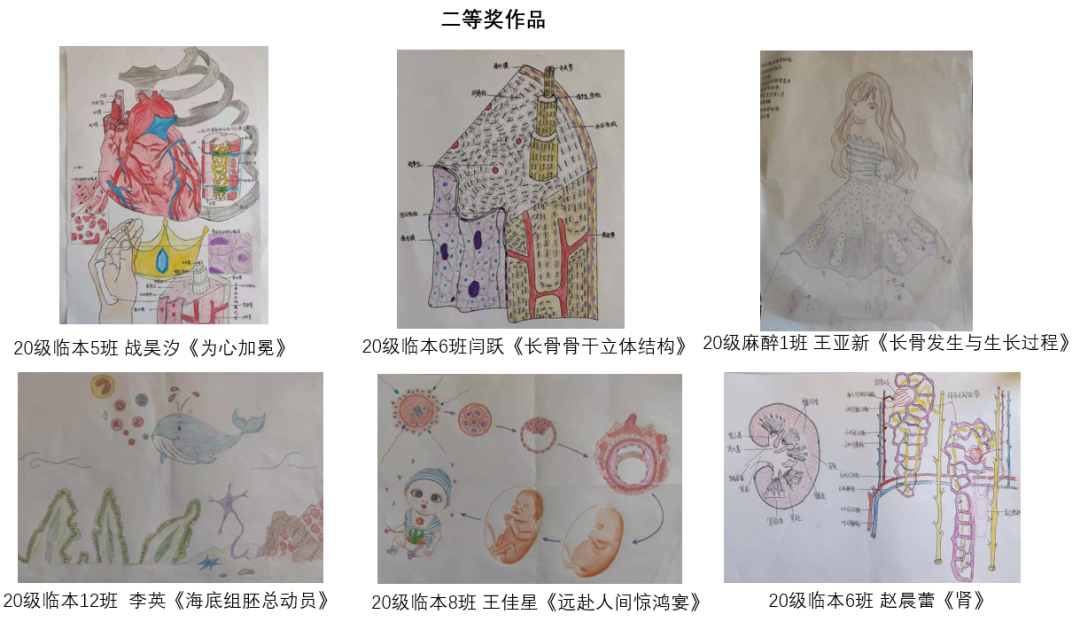 包头医学院第二届组织学与胚胎学绘图比赛